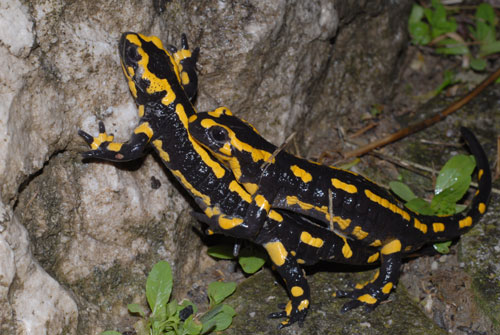 Couple de salamandres