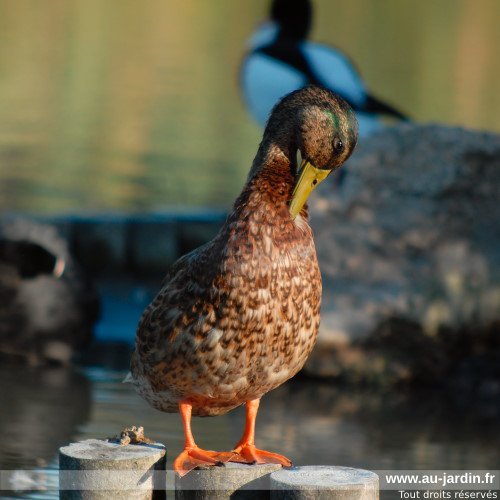 La révérence du canard
