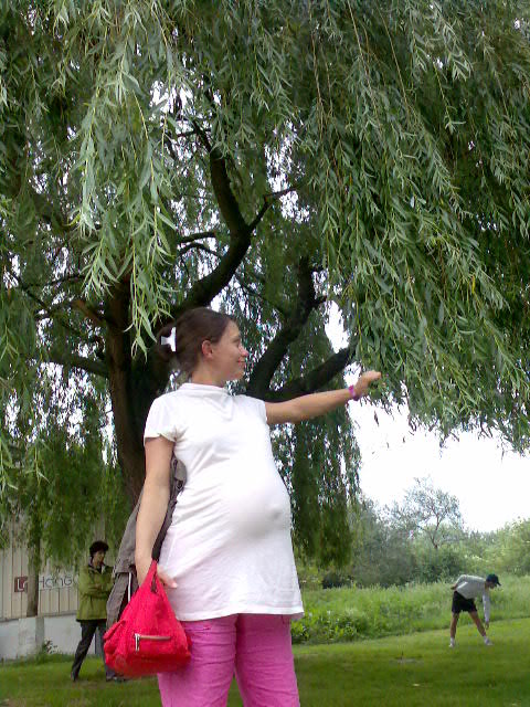 Saule pleureur réconforté
