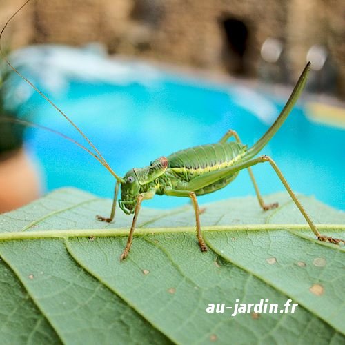 Sauterelle sur piscine
