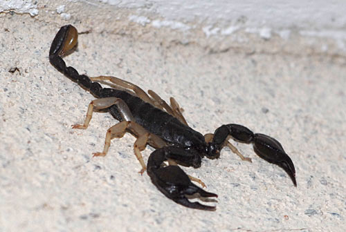 Scorpion d'Ardèche