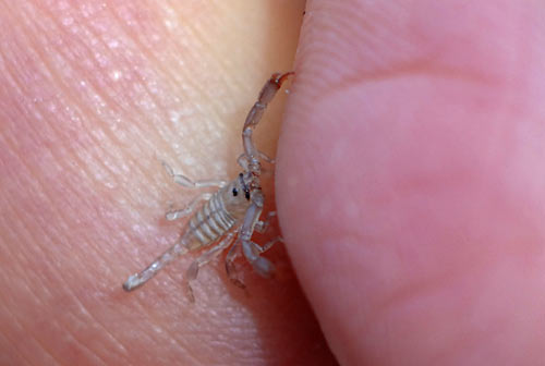 Bébé scorpion