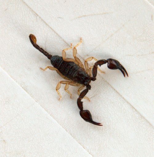 Scorpion d'Ardèche version 2008