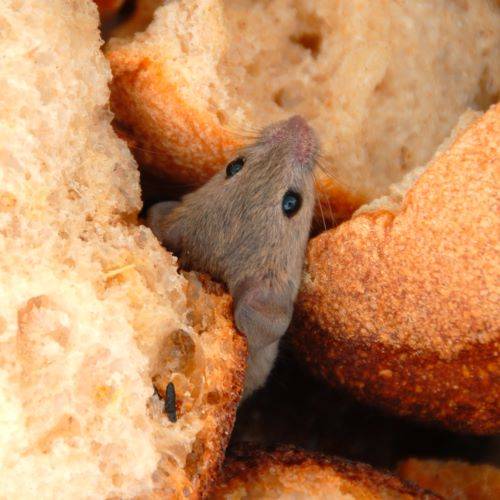Bonne mie la souris