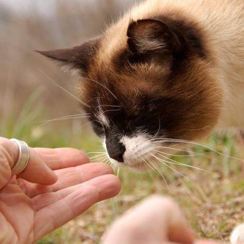 Encore un chat amadoué par surlaroute