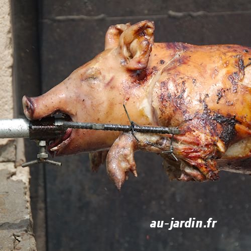 Tête de Cochon du Maine et Loire