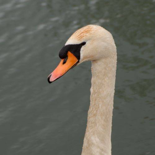 Banal cygne