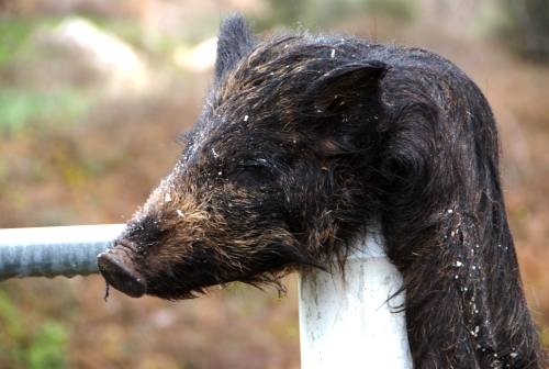 Tête de cochon