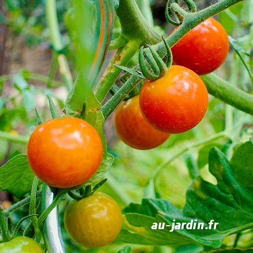 tomates du jardin
