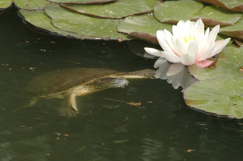 Tortue Platémyde de Saint Hiliaire