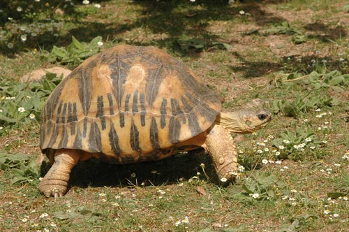 Tortue rayonnée