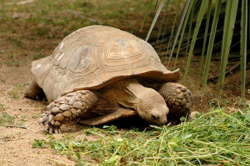 Tortue sillonnée