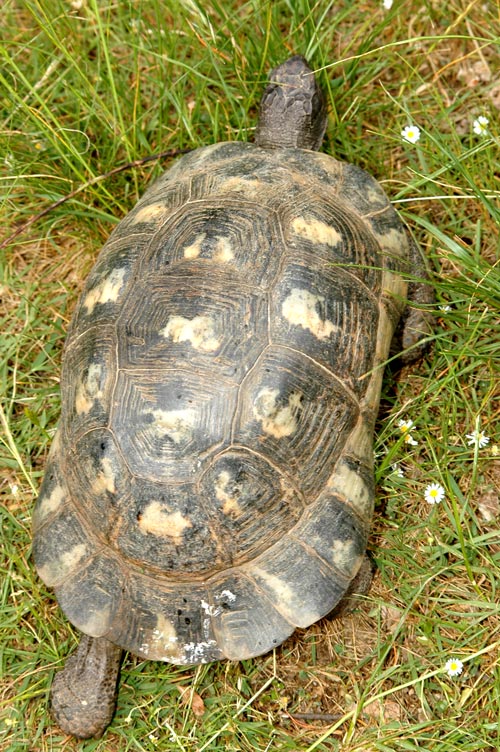 Tortue bordée