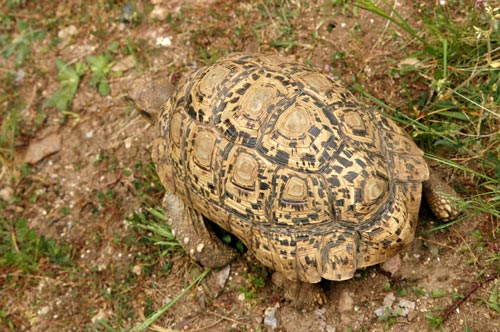 Tortue léopard
