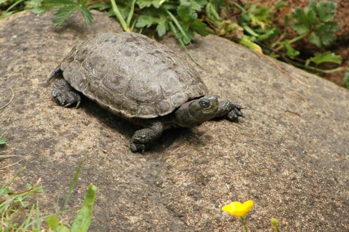 Tortue  Emyde lépreuse