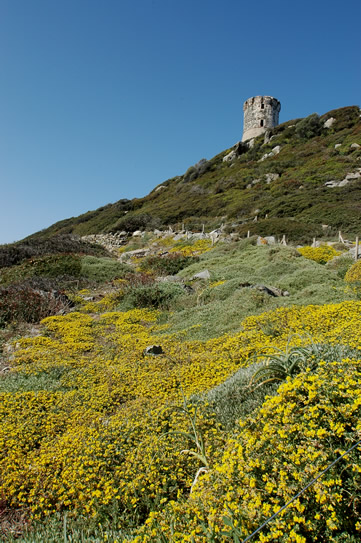 Le jardin corse