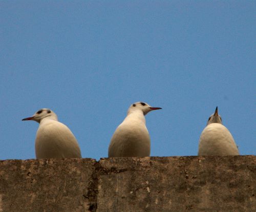 Trois graces à Paris