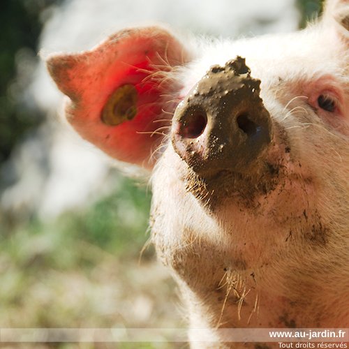 tronche de cochon