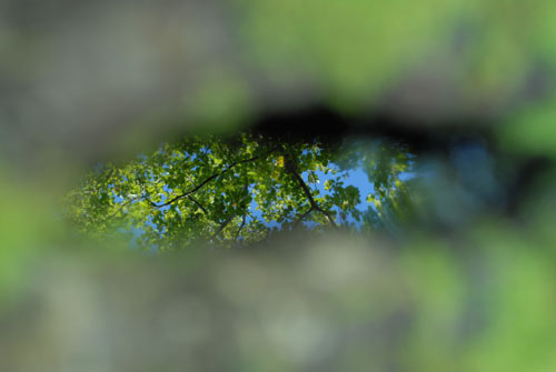 Trou d'eau dans l'oeil du tronc mort
