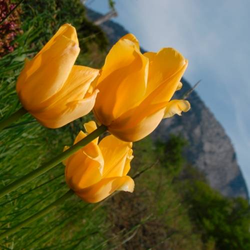 Tulipes au pied du Revard