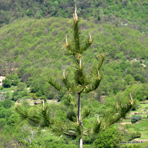 Un doigt de nature