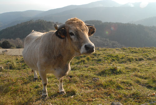 Vache ardèchoise