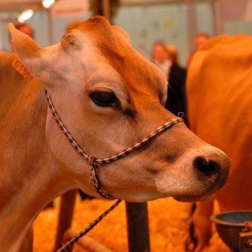 Vache jersiaise