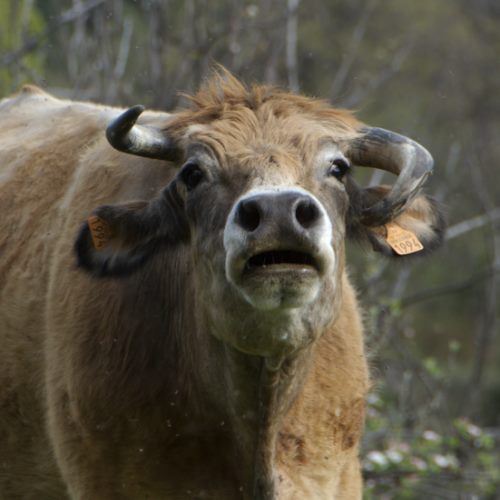 Tout vache de travers