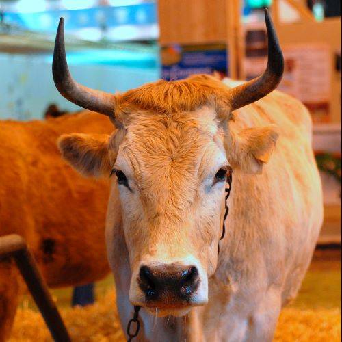 Vache nantaise