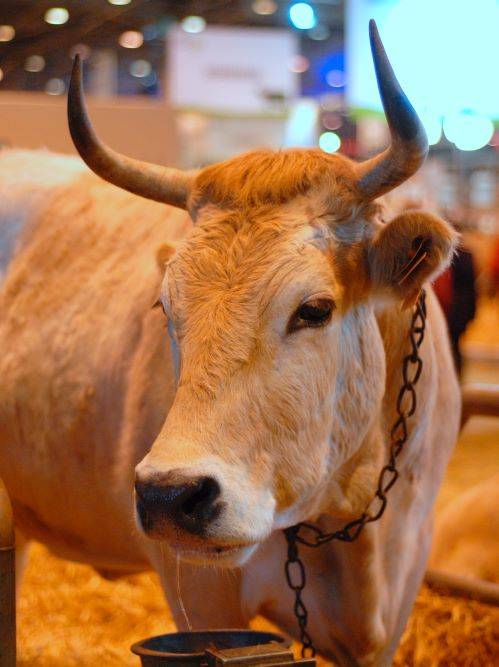 Vache nantaise
