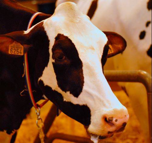 Vache à lait
