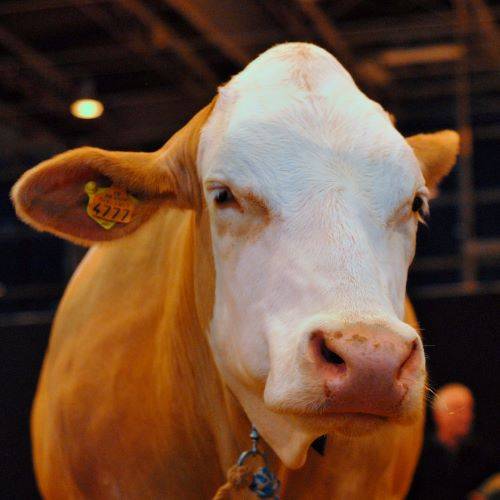 Vache simmental