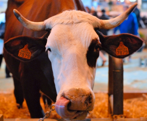 Vache de Salon mal élevée