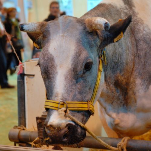 Vache bleue du nord