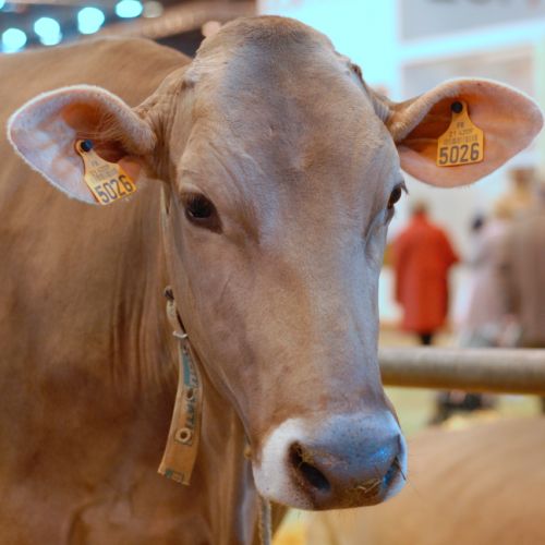 Vache brune