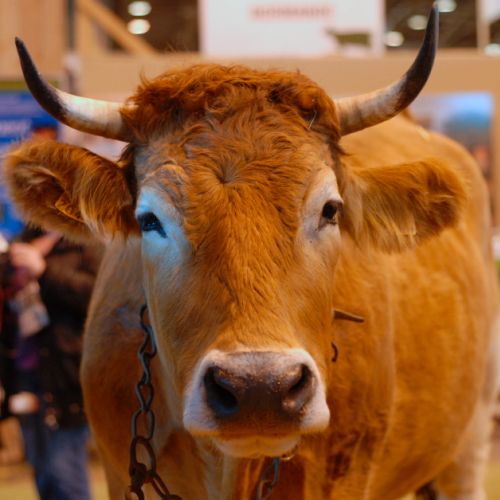 Vache Aubrac