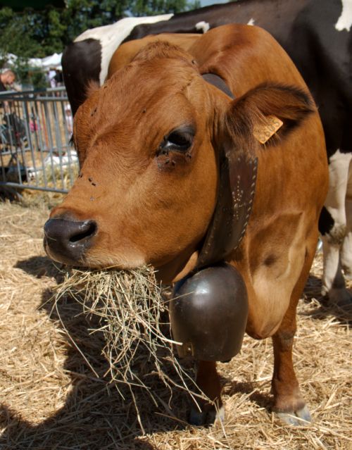 Vache tarine prise le foin dans la bouche