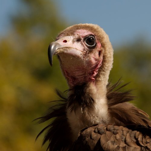 Vautour Neophron Moine