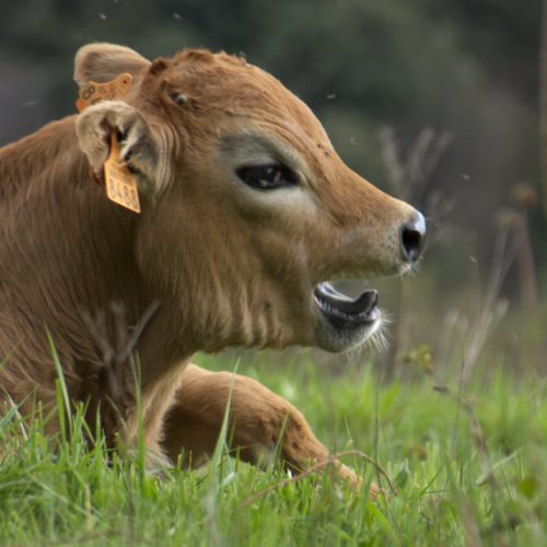 Veau se prenant pour un lion