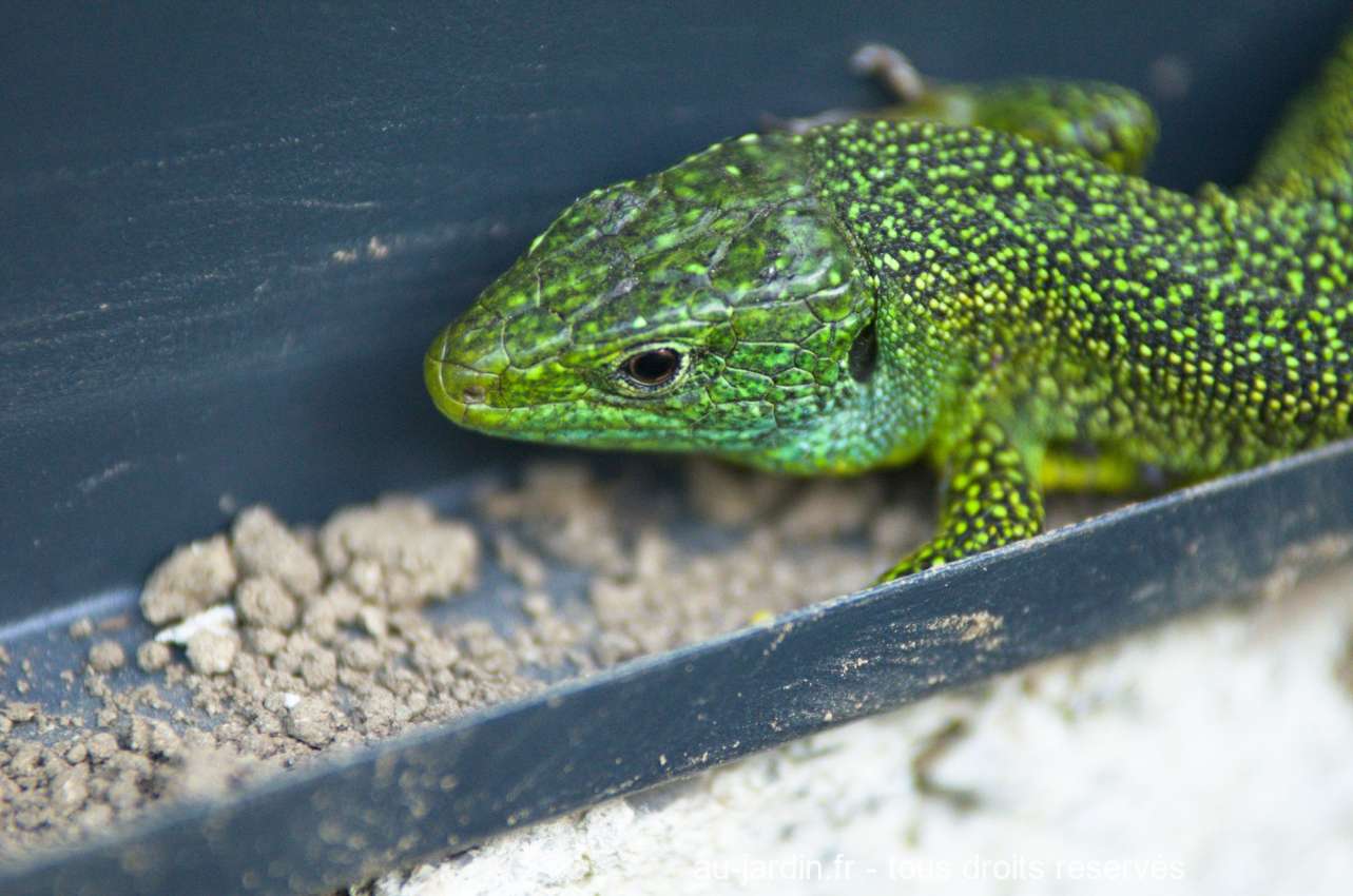 Lézard vert sur fond de serre
