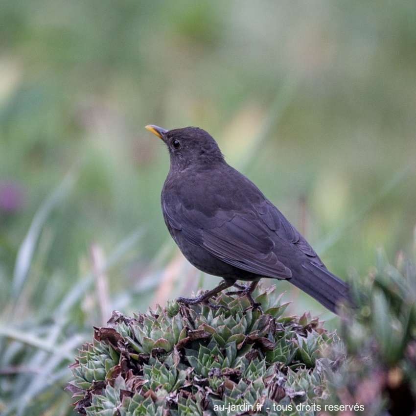 merle sur joubarbe bec jaune noir