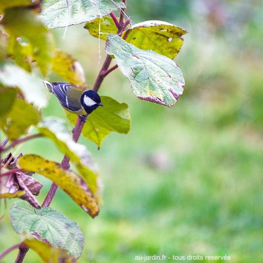 Mésange perchée sur une branche