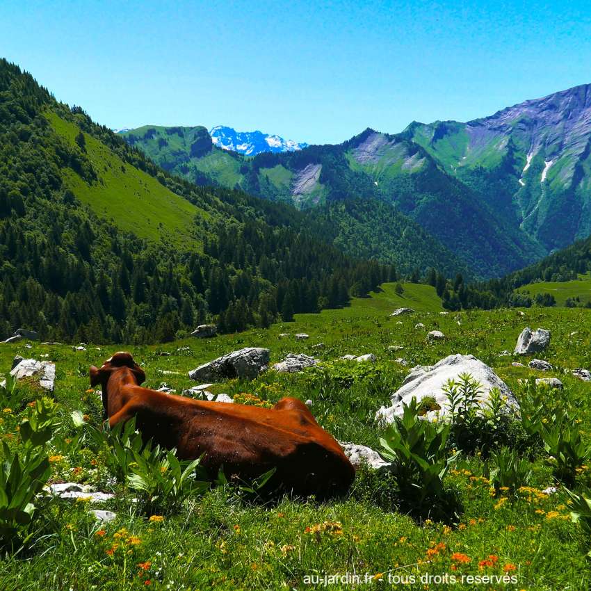 Vache dans les alpages des Bauges
