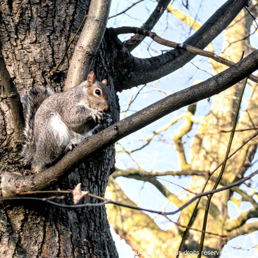 écureuil gris e blanc sur une branche à Londres