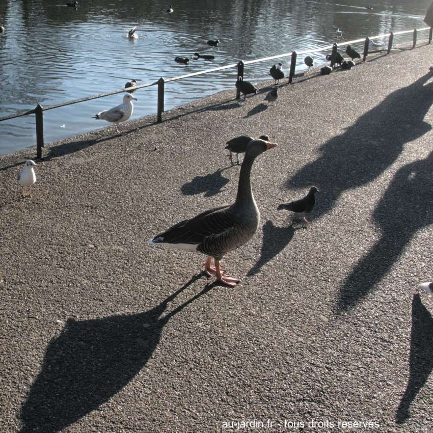 Sur le bord d'un lac londonien.