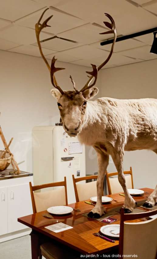 Un renne sur la table d'une cuisine au musée de l'Ours en Chartreuse
