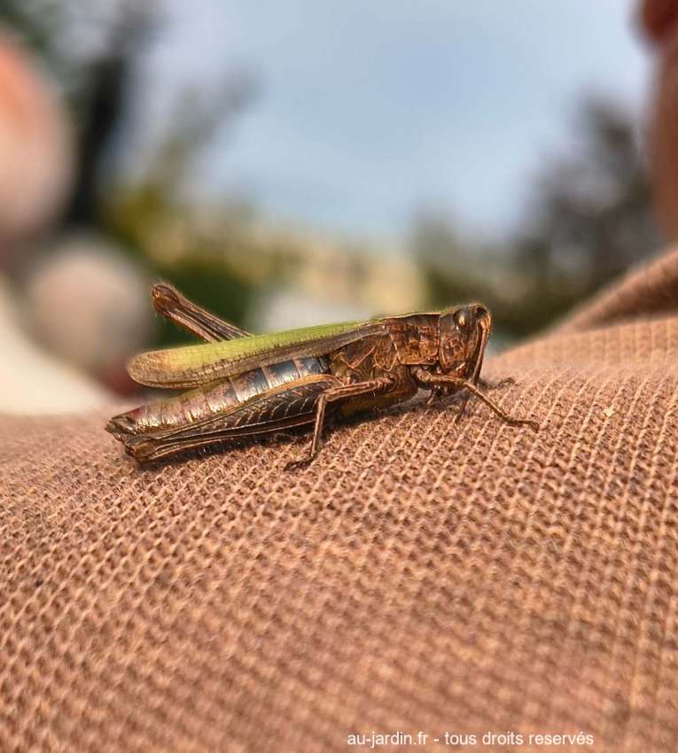 criquet sur une veste.