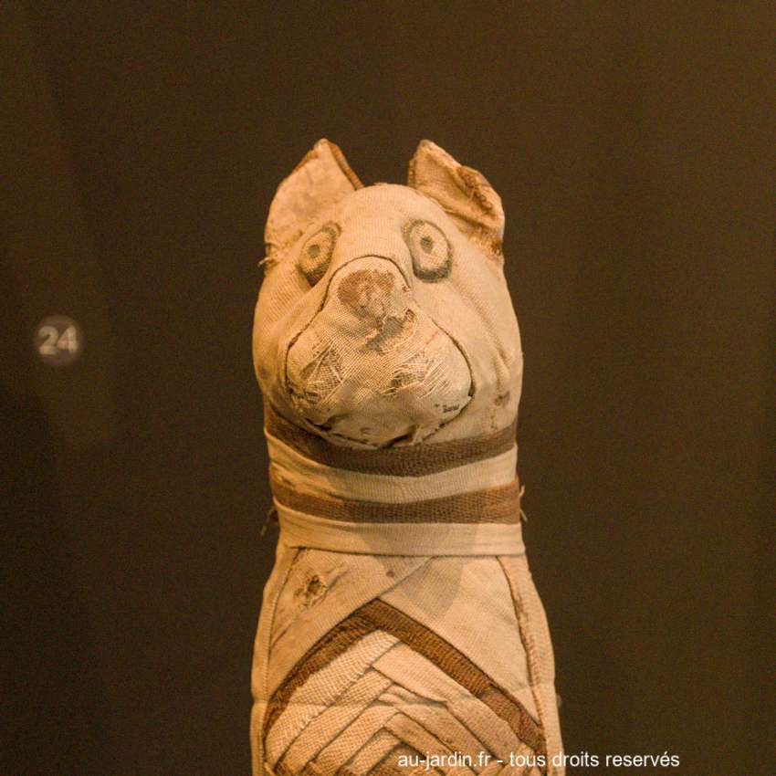 Momie de chat au musée de Dijon