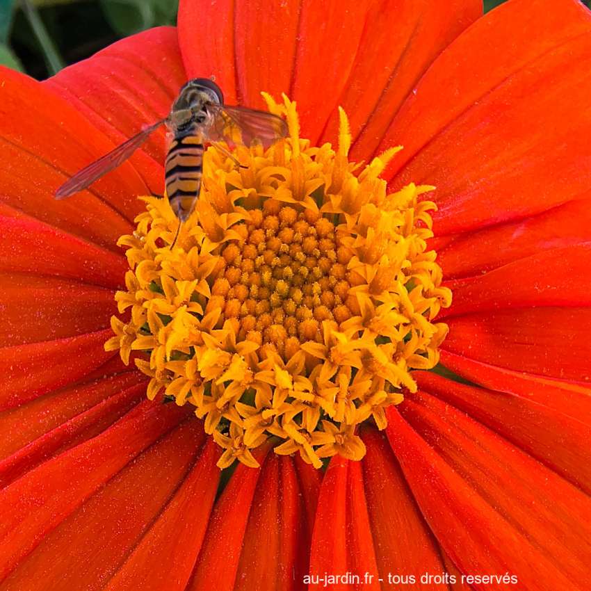 Syrphe ceinturé sur une fleur de tithonia goldfinger