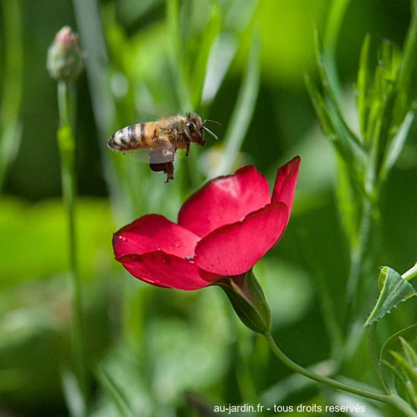 vol de l'abeille devant une fleur rouge